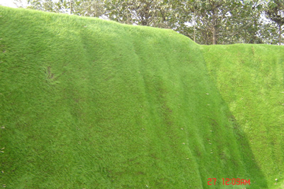hydroseeding